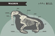 Anatomy of the walrus. Walrus skeleton
