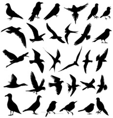 Wall Mural - birds set silhouette ,on white background, vector