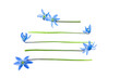 Spring postcard with Scilla siberica flowers and copy space for text