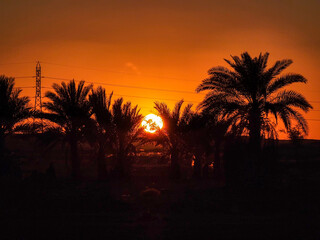 sunset between two palm trees