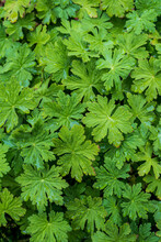 Geranium Macrorrhizum Plant With Green Leaves