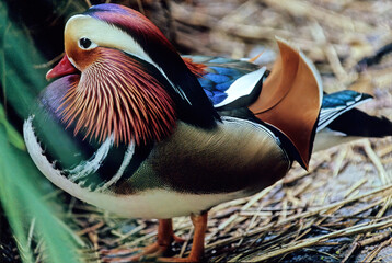 Wall Mural - Mandarin duck