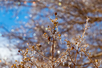 Wall Mural - beautiful frozen branches in a cold winter