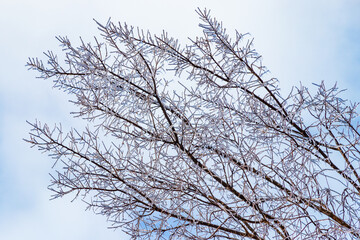 Wall Mural - freezing rain effects on tree branches