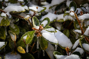 Wall Mural - frozen bushes with snow on top