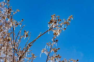 Wall Mural - frozen branches against blue sky