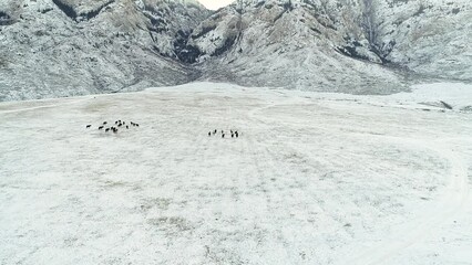 Wall Mural - Aerial view of herd of wild horses running on pasture close to snowy mountains