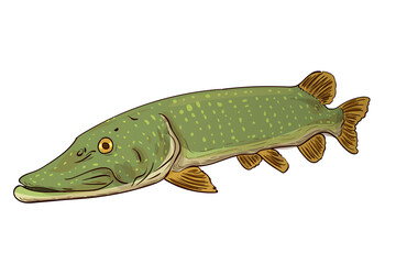 Pike Fish Northern Pike (Esox Lucius) Freshwater. Vector sketch of a fish isolated on a white background.