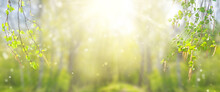 Sunny Spring Forest Banner With Birch Branches. Birch Branches With Catkins On A Blurred Background.