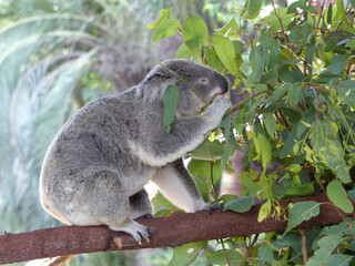 Poster - A closeup of a cute koala eating eucalyptus leaves in a zoo with a blurry background