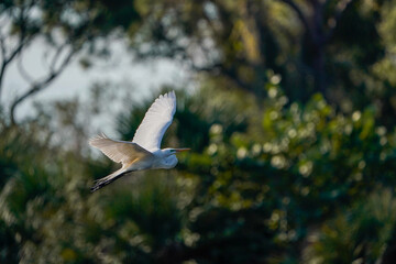 Poster - A beautiful bird in a flight in Venice Rookery, Venice Florida