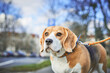 © Maciej - Little cute beagle on a walk in a park.