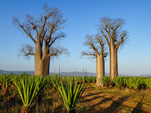 Baobab Trees In A Sisal Plantation Near The Mandrare River In Southerm Madagascar