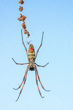 A Tiny Male Madagascar Golden Orb Weaver Spider Approaches A Much Large Potential Mate On Her Web - Near The Mandrare River In Southerm Madagascar