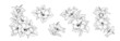 Set of different branches of hibiscus flowers on white background.