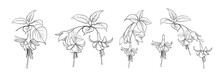 Set Of Different Branches Of Fuchsia Flowers On White Background.