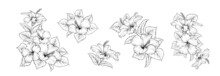 Set Of Different Branches Of Hibiscus Flowers On White Background.