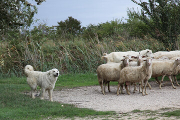 Wall Mural - A fluffy shepherd's dog guarding his sheep