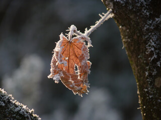 Sticker - A beautiful shot of a frozen forest in winter