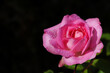 Leinwandbild Motiv Garten Rose lachsrosa mit Regentropfen,
Duftrose, Edelrose
