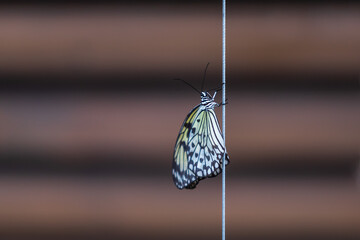 Wall Mural - Big colorful butterfly sitting on a green plant