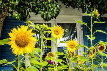 Wall Mural - nice sunflower - close up