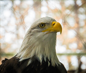 Wall Mural - regal head of a bald eagle with prominent beak
