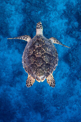 Hawksbill Sea Turtle (Eretmochelys imbricata)