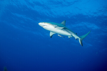 Wall Mural - Caribbean Reef Shark (Carcharhinus perezii)