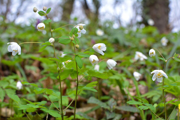 Poster - Isopyrum thalictroides blooms in the wild in the forest