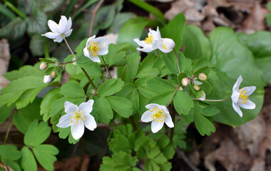 Poster - Isopyrum thalictroides blooms in the wild in the forest