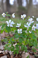 Poster - Isopyrum thalictroides blooms in the wild in the forest