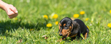 Cute Little Dachshund Puppy Dog Outside In Nature On Grass