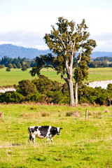 Wall Mural - New Zealand cows in a rural field in the countryside on a dairy farm, one of the biggest contributors to Greenhouse gas and global warming via methane