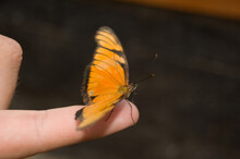 Close Up Of An Orange Butterfly On A Human Finger. Costa Rica Has Many Butterfly Farms That Can Be Visited.