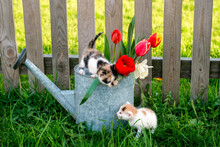 A Small Kitten Reaches Out To Another Kitten, Sitting On A Metal Watering Can With Flowers. World Day Of Homeless Animals. Beautiful Spring Greeting Card With Cats And Flowers