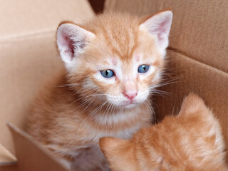 Portrait of two cute ginger tabby cat, adorable kitty looking at camera.