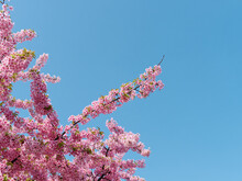 Pink Cherry Blossoms Isolated With Blue Sky Background, Spring Flowers Series.