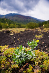 Wall Mural - Mount Etna Volcano, flower growing on an old lava flow from a volcanic eruption, Sicily, UNESCO World Heritage Site, Italy, Europe