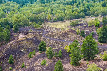 Wall Mural - Mount Etna Volcano, forest on an old lava flow, Sicily, UNESCO World Heritage Site, Italy, Europe