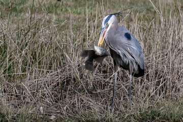 Wall Mural - Great Blue Heron