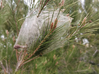 Poster - A spider web on the pine tree branch in Palma de Mallorca, Spain