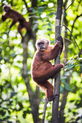 Wall Mural - White fronted Capuchin Monkey (Cebus albifrons), Monkey Island (Isla de los Monos), Tambopata National Reserve, Peru, South America