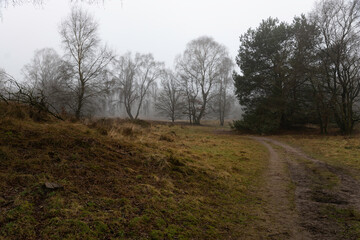 Wall Mural - Eozendaalse heide near Velp in Gelderland