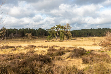 Wall Mural - Eozendaalse heide near Velp in Gelderland