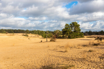 Wall Mural - Eozendaalse heide near Velp in Gelderland