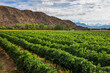 Vineyard with rows of green grape vines for making wine at a winery in the Andes Mountains, Cafayate, Salta Province, North Argentina, South America
