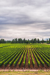 Wall Mural - Vineyards at Mendoza, Mendoza Province, Argentina, South America