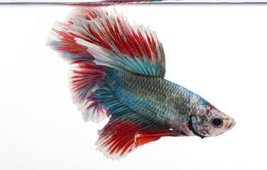 Wall Mural - halfmoon betta fish, siamese fighting fish, betta splendens