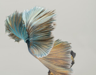 Poster - halfmoon betta fish, siamese fighting fish, betta splendens